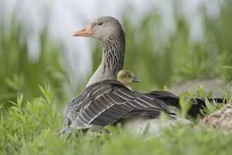 Greylag Goose (Anser anser) with chicks, Saxony, Germany
