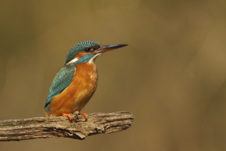 Common Kingfisher (Alcedo atthis) female, Utrecht, Netherlands