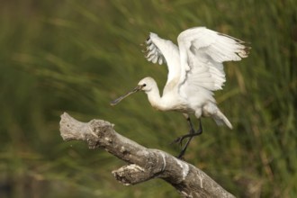 Eurasian Spoonbill (Platalea leucorodia) juvenile, Andalusia, Spain