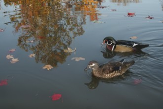 Wood Duck (Aix sponsa), Ohio, USA