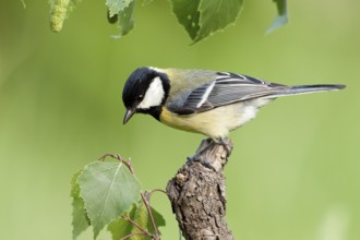 Great Tit (Parus major) male, St. Gallen, Switzerland