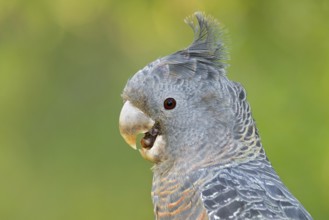 Gang-gang Cockatoo (Callocephalon fimbriatum) female, Victoria, Australia
