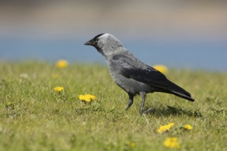 Western Jackdaw (Coloeus monedula) perched in a meadow, Mecklenburg-Western Pomerania, Germany