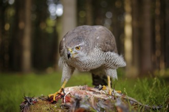 Goshawk with killed Common Pheasant on the moss in green forest, bird of prey in the nature