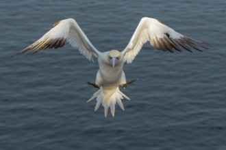 Northern Gannet (Morus bassanus) flying, Schleswig-Holstein, Germany