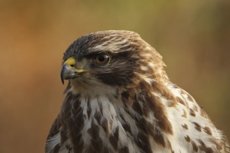 Common Buzzard (Buteo buteo), Lower Saxony, Germany