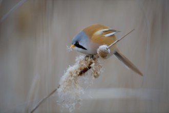 Bearded Reedling (Panurus biarmicus) male feeding on cattail seed, Thuringia, Germany