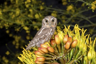 Elf Owl Micrathene whitneyi Tucson, Arizona, United States 3 May Adult Strigidae