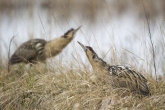 Eurasian Bittern (Botaurus stellaris), Burgenland, Austria