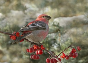 Pine Grosbeak (Pinicola enucleator) male, Saskatchewan, Canada