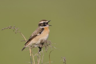 Whinchat (Saxicola rubetra) male singing, North Rhine-Westphalia, Germany