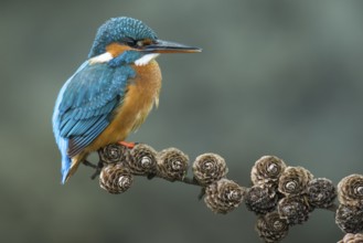 Common Kingfisher (Alcedo atthis) female perched on a branch, Lower Saxony, Germany