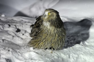 Blakiston's Fish Owl (Bubo blakistoni), Hokkaido, Japan