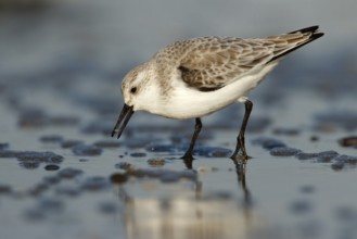 Drieteenstrandloper foerageren, Sanderling foraging