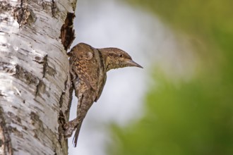 Eurasian Wryneck (Jynx torquilla) at breeding cavity, Saxony-Anhalt, Germany