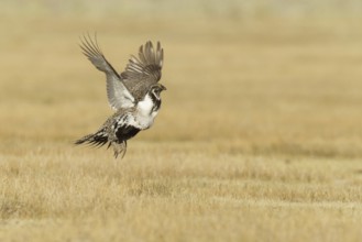Sage Grouse (Centrocercus urophasianus) flying, California, USA