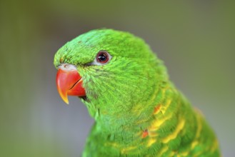Scaly-breasted Lorikeet, Trichoglossus chlorolepidotus, green parrot, sitting on the branch,