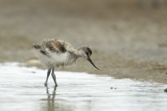 Pied Avocet (Recurvirostra avosetta) chick foraging, Texel, Netherlands