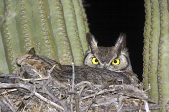 Great Horned Owl Bubo virginianus Tucson, ARIZONA, United States 18 March Adult on nest in Saguaro