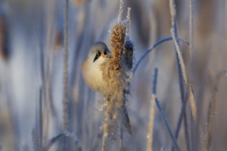 Bearded Reedling (Panurus biarmicus) male feeding on cattail seed, Thuringia, Germany