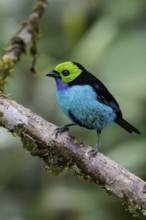 Paradise Tanager (Tangara chilensis) perched on a branch in the Amazon in Peru