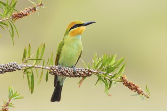 Rainbow Bee-eater (Merops ornatus) juvenile, Victoria, Australia