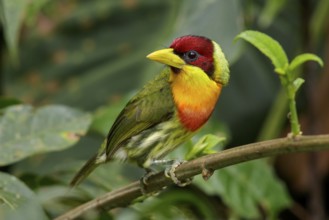 Perched on a branch in Manu National Park, Peru