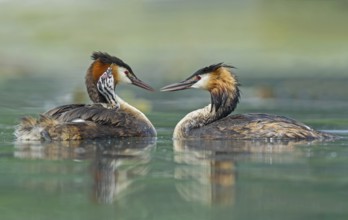 Great Crested Grebe (Podiceps cristatus) pair with chick, Piedmont, Italy