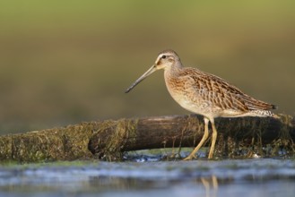 Short-billed Dowitcher (Limnodromus griseus), Ohio, USA
