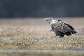 White-tailed Eagle (Haliaeetus albicilla), Poland