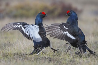 Black Grouse (Lyrurus tetrix) males on lek during the mating season, Gaevleborgs laen, Sweden