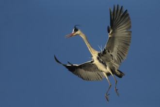 Grey Heron (Ardea cinerea) flying, Piedmont, Italy