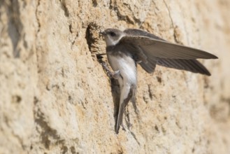Sand Martin (Riparia riparia) building nest hole, North Rhine-Westphalia, Germany