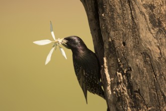 Common Starling (Sturnus vulgaris) at nest hole with nesting material in beak, Serbia