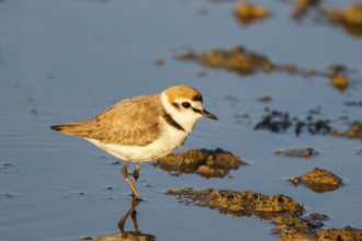 Kentish Plover (Charadrius alexandrinus) male, Mallorca, Spain