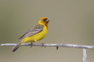 Red-headed Bunting - Braunkopfammer - Emberiza bruniceps, Kazakhstan, adult male