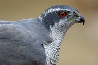 Northern Goshawk (Accipiter gentilis), adult male, Castile and Leon, Spain