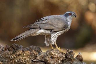 Northern Goshawk (Accipiter gentilis), adult male, Castile and Leon, Spain
