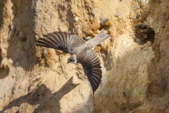 Sand Martin (Riparia riparia) flying, Schleswig-Holstein, Germany