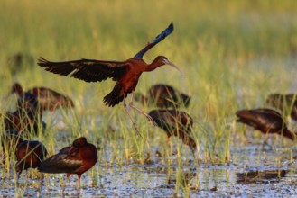 Glossy Ibis (Plegadis falcinellus) group foraging, Lesvos, Greece