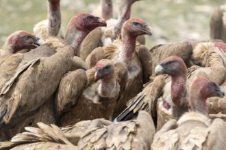 Griffon Vulture (Gyps fulvus) group, Castile and Leon, Spain