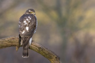 Eurasian Sparrowhawk (Accipiter nisus) female perched on a branch, Saxony-Anhalt, Germany