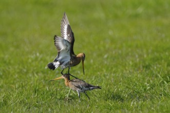 Uferschnepfe (Limosa limosa), Black-tailed Godwit, kaempfende Altvoegel, Mai, Nijkerk, Gelderland,
