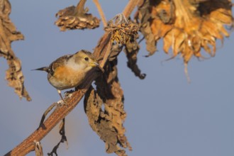 Brambling - Bergfink - Fringilla montifringilla, Germany, adult female