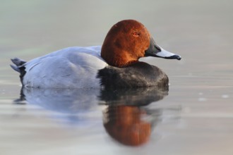 Common Pochard (Aythya ferina) male, North Rhine-Westphalia, Germany