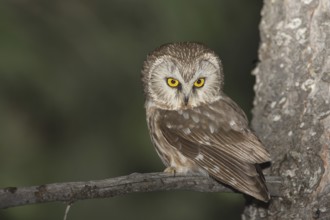 Northern Saw-whet Owl (Aegolius acadicus), Idaho, USA