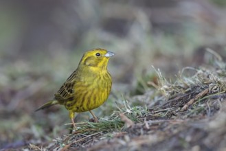 Yellowhammer (Emberiza citrinella) female on ground, North Rhine-Westphalia, Germany