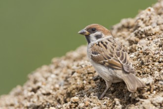 Eurasian Tree Sparrow - Feldsperling - Passer montanus ssp. montanus, juvenile, Croatia