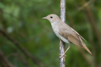 Thrush Nightingale - Sprosser - Luscinia luscinia, adult, Kazakhstan