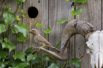 Eurasian Wryneck (Jynx torquilla) at nesting box, Saxony, Germany